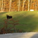 photo of a moose standing in a green field at the oakfield wind project