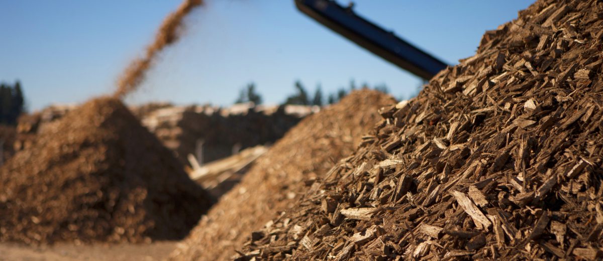 Biomass fuel of the future