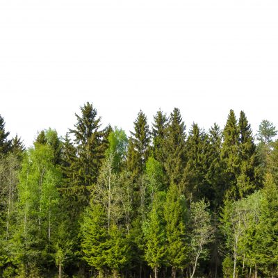 The edge of a forest with deciduous and coniferous trees, natural background.